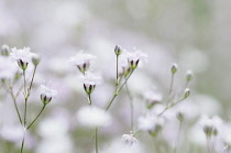 Gypsophila ,Close view of the tiny white flowers.