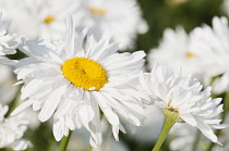 Daisy, Ox-eye daisy, Leucanthemum x superbum 'Snowdrift', Close view of flowers.