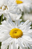 Daisy, Ox-eye daisy, Leucanthemum x superbum 'Snowdrift', Close view of flowers.