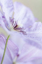 Clematis, Clematis 'Margaret Hunt', Close side view of a single lavender mauve flower with prominent maroon stamen.