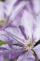 Clematis, Clematis 'Margaret Hunt', Close side view of a single lavender mauve flower with prominent maroon stamen.