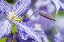 Clematis, Clematis 'Tie dye', a bud with purple flower with a distinctive white splash running through each petal.