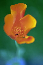 Californian poppy, Eschscholzia californica, Looking inside a partially open flower showing the orange petals and stamen.