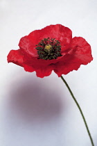 Poppy, Papaver rhoeas 'Flaunders', Side view of a red poppy with black stamens on a thin stem.