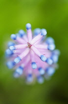 Quesneoa laboniana, aerial view of flower in bud with blue tipped pink coloured buds.