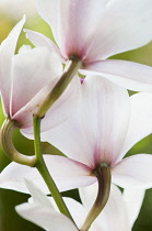 Orchid, Close up of white flowers with pink tint.