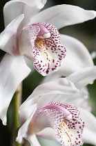 Orchid, Close up of white flowers with pink tint.