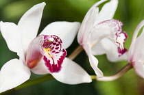 Orchid, Close up of white flowers with pink tint.