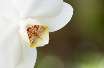 Orchid, Close up of white flower.