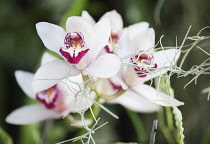 Orchid, Close up of white flowers with pink centres.