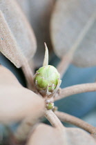 Rhododendron, Rhododendron pachysanthum 'crosswater', Close up showing green flower bud.