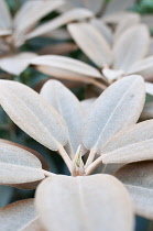 Rhododendron, Rhododendron pachysanthum 'crosswater', Close up showing flower bud.