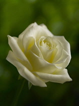 Rose, Rosa, Close side view of cream coloured flower against green background.