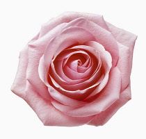 Rose, a pink Rosa, Close view from overhead of a single flower.