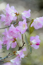 Rhododendron, Rhododendron 'Airy fairy', Side view of a couple of springs of pink flowers with long white stamens.