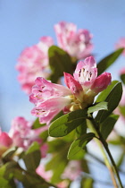 Rhododendron, Rhododendron 'Seta', Low side view of flowerheads with pink tinged white trumpets, against blue sky.