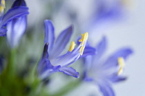 Agapanthus africanus, Close view of blue purple flowers with prominent yellow stamen..