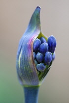 Agapanthus africanus, Close view of blue purple flowers emerging from sheath.