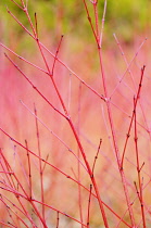 Dogwood, Cornus sanguinea 'Anny's Winter Orange', Close view of red tips of twigs.