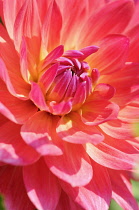 Dahlia, Dahlia 'Kilburn Rose', Close side view of red coloured flower.