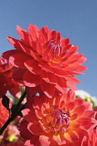 Dahlia, Dahlia 'Kilburn Rose', Low view of red coloured flowers growing outdoor against blue sky.