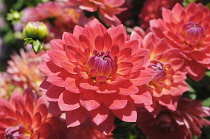 Dahlia, Dahlia 'Kilburn Rose', View of red coloured flowers growing outdoor.