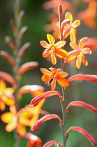 Watsonia, Watsonia 'Stanford Scarlet', Orange coloured flowers growing outdoor.