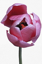 Tulip, Didier's Tulip, Tulipa x gesneriana, Studio shot close up of pink coloured flower.