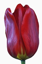 Tulip, Didier's Tulip, Tulipa x gesneriana, Studio shot close up of red coloured flower.