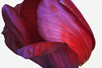 Tulip, Didier's Tulip, Tulipa x gesneriana, Studio shot close up of red coloured flower.