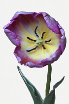 Tulip, Didier's Tulip, Tulipa x gesneriana, Studio shot close up of pink coloured flower.