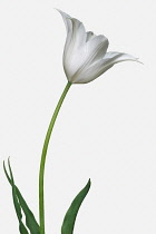 Tulip, Didier's Tulip, Tulipa x gesneriana, Studio shot close up of white coloured flower.