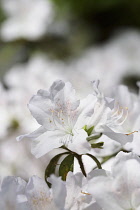 Rhododendron, Rhododendron mucronatum, White flower growing outdoor showing stamen.