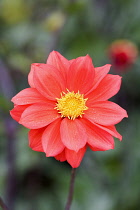 Dahlia	Dahlia	Dahlia 'Bishop of Llandaff' Dahlia Bishop of llandaff