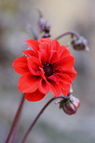 Dahlia	Dahlia	Dahlia 'Bishop of Llandaff' Dahlia Bishop of llandaff