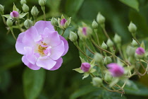 Rosa	Rose 'Blush Rambler'	Rosa 'Blush Rambler' rosa blush rambler