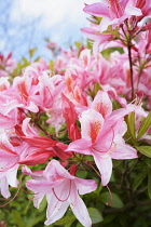 Rhododendron, Rhododendron 'Pink Pearl', Mass of pink coloured flowers growing outdoor.