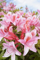 Rhododendron, Rhododendron 'Pink Pearl', Mass of pink coloured flowers growing outdoor.