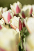 Tulip, Tulipa 'Silk surprise', Mass of red and white coloured flowers growing outdoor.