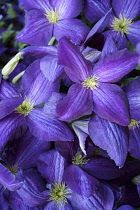 Clematis, Clematis 'Zojapur', Clematis 'Jackmanii purpurea Zojapur' , Purple coloured flowers growing outdoor.