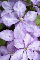 Clematis, Clematis 'Margaret Hunt', Mauve coloured flowers growing outdoor.