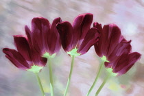 Tulip, Tulipa, Several flowers as a colourful artistic representation.