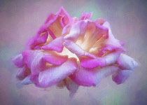 Rose, Rosa, Pink flower as a colourful artistic representation.