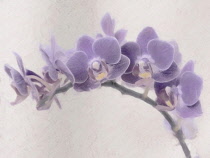 Orchid, Mauve flower as a colourful artistic representation.