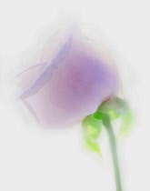 Rose, Rosa, Side view of mauve flower as a colourful artistic representation.