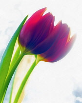 Tulip, Tulipa, Tgwo flowers as a colourful artistic representation.