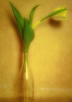 Tulip, Tulipa, Single yellow flower in bottle as a colourful artistic representation.