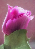 Rose, Rosa, Side view of pink flower as a colourful artistic representation.