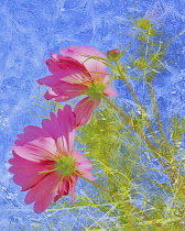 Cosmos, Pink flowers, Artisitic textured layers added to image to produce a painterly effect.