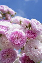 Rose 'Laure Davoust', Rosa 'Laure Davoust', Mass of pink coloured flowers growing outdoor.